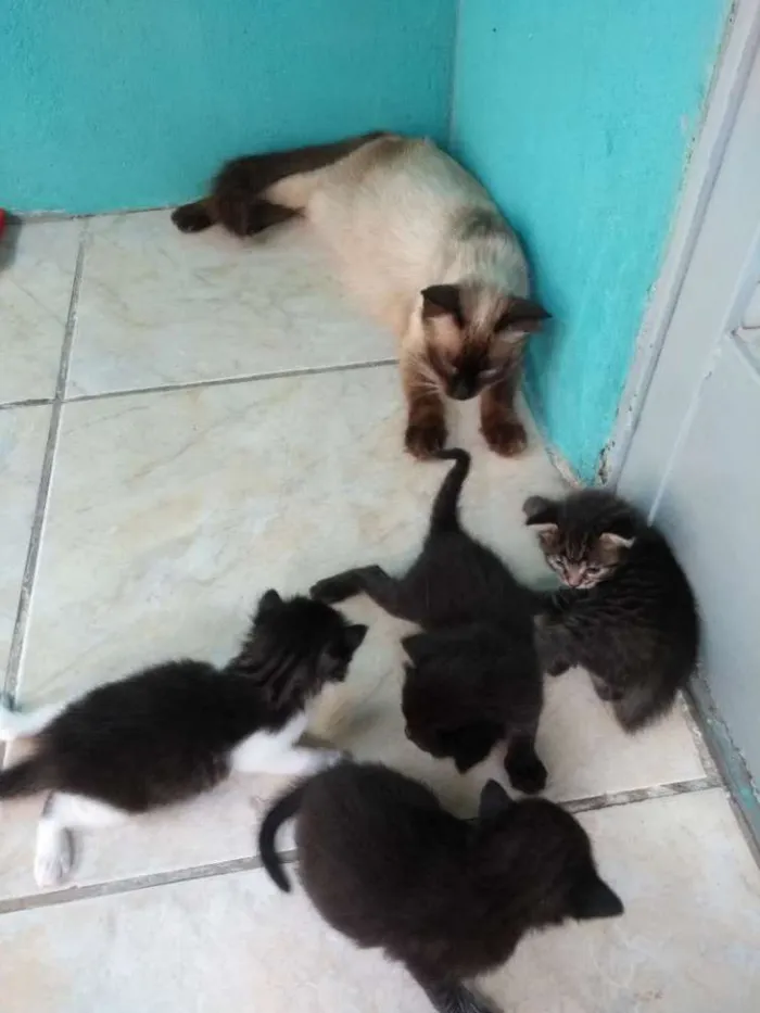 Gato ra a  idade Abaixo de 2 meses nome Gato