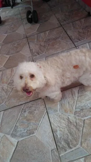 Cachorro raça poodle idade 1 ano nome tita
