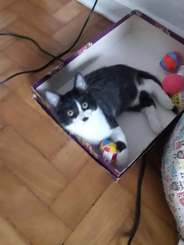 Gato ra a  idade  nome JACÓ CAIN