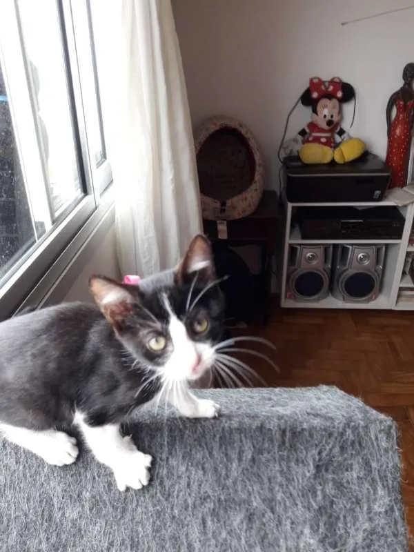 Gato ra a  idade  nome JACÓ CAIN