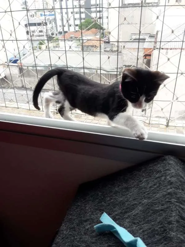 Gato ra a  idade  nome JACÓ CAIN