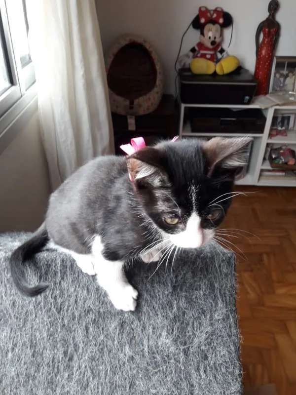 Gato ra a  idade  nome JACÓ CAIN