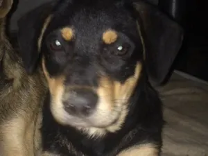 Cachorro raça  idade 2 a 6 meses nome Thor