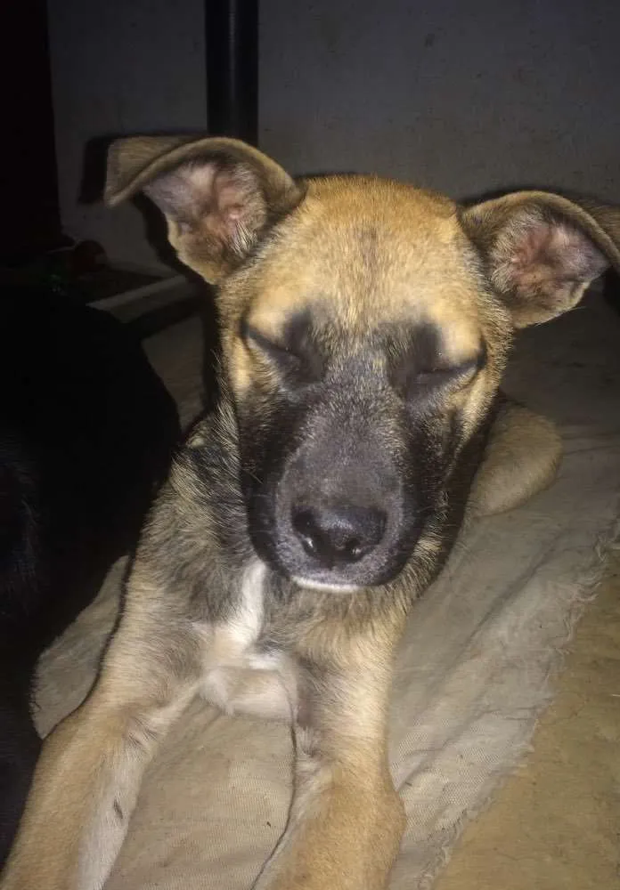 Cachorro ra a  idade 2 a 6 meses nome Spike