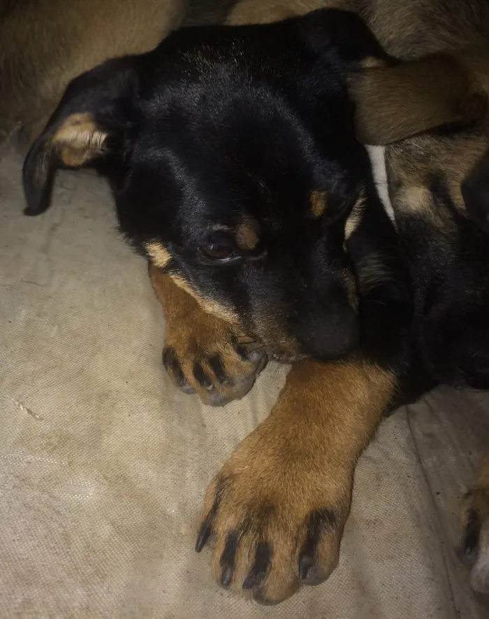 Cachorro ra a  idade 2 a 6 meses nome Jake