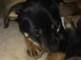 Jake