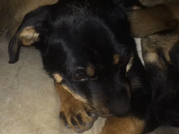 Cachorro ra a  idade 2 a 6 meses nome Jake