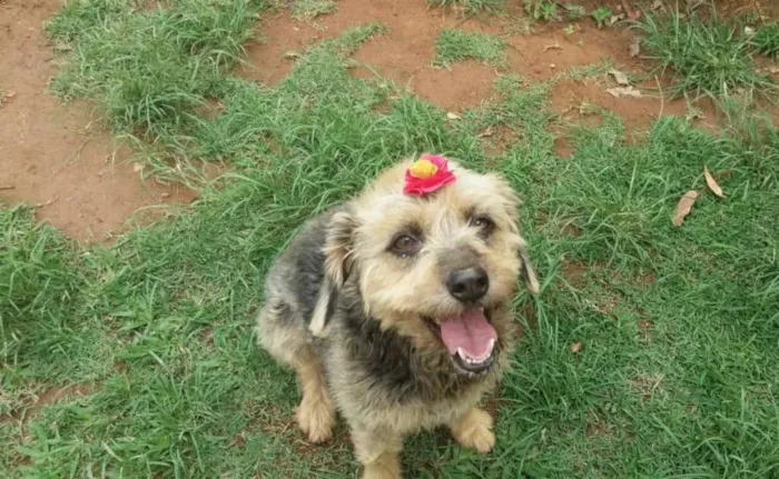 Cachorro ra a SRD idade 3 anos nome PENELOPE