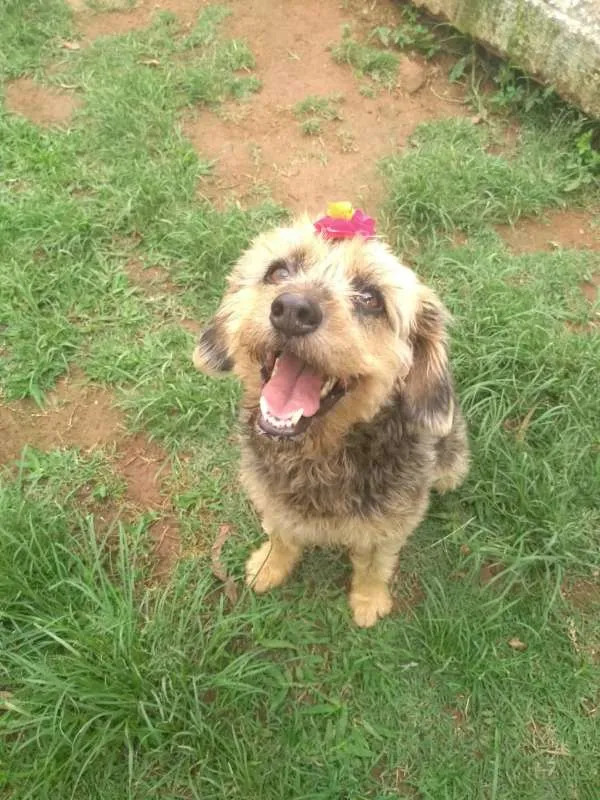 Cachorro ra a SRD idade 3 anos nome PENELOPE