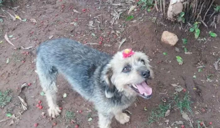 Cachorro ra a SRD idade 3 anos nome PENELOPE