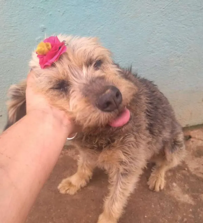 Cachorro ra a SRD idade 3 anos nome PENELOPE