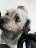 PENELOPE