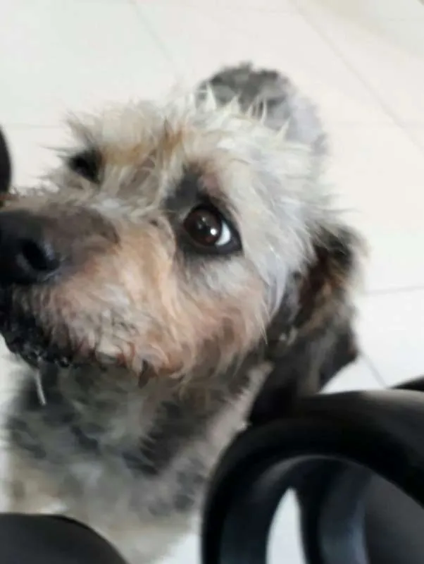 Cachorro ra a SRD idade 3 anos nome PENELOPE