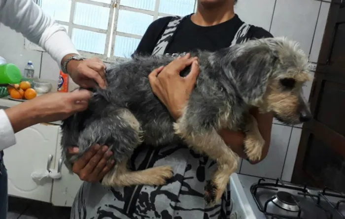 Cachorro ra a SRD idade 3 anos nome PENELOPE