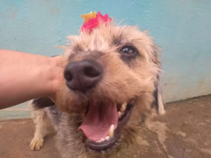 Cachorro ra a SRD idade 3 anos nome PENELOPE