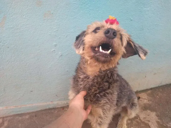 Cachorro ra a SRD idade 3 anos nome PENELOPE