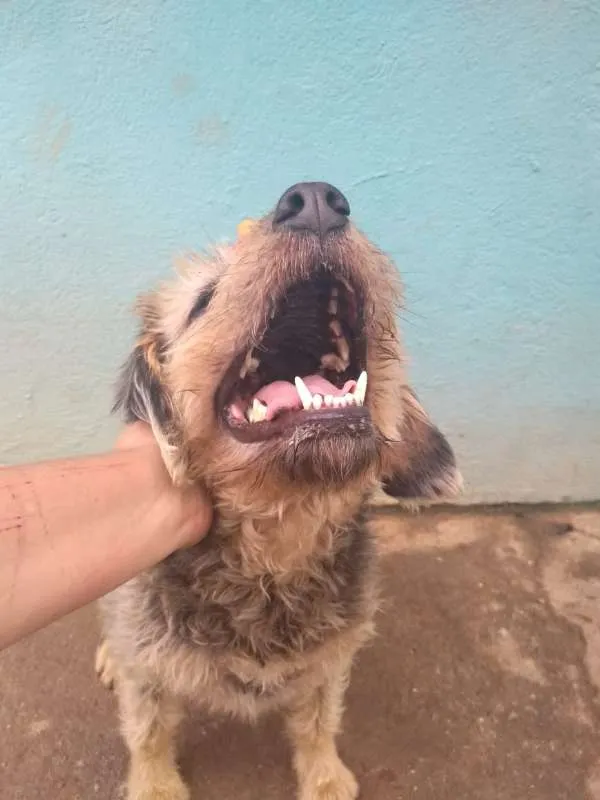Cachorro ra a SRD idade 3 anos nome PENELOPE
