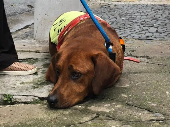 Cachorro ra a SRD idade 1 ano nome Marley