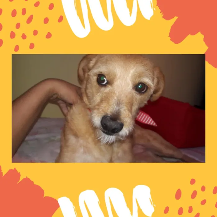 Cachorro ra a Srd idade 5 anos nome Pipoca