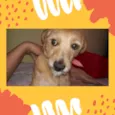 Pipoca