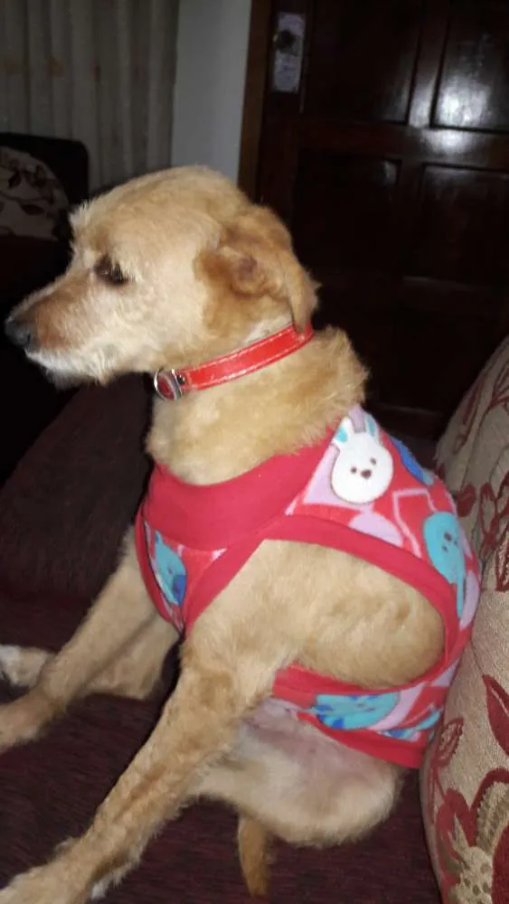 Cachorro ra a Srd idade 5 anos nome Pipoca