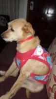 Pipoca