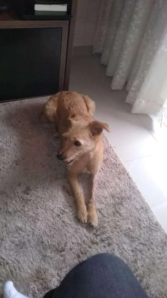 Cachorro ra a Srd idade 5 anos nome Pipoca