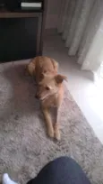 Pipoca