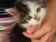 Luci