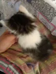 Luci