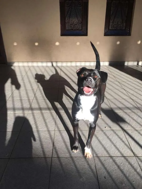 Cachorro ra a  idade 1 ano nome Cacau