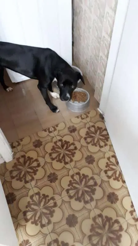 Cachorro ra a  idade 1 ano nome Cacau