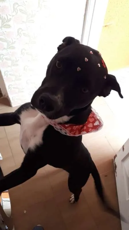 Cachorro ra a  idade 1 ano nome Cacau