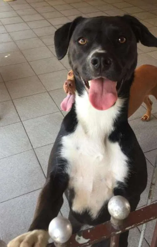 Cachorro ra a  idade 1 ano nome Cacau