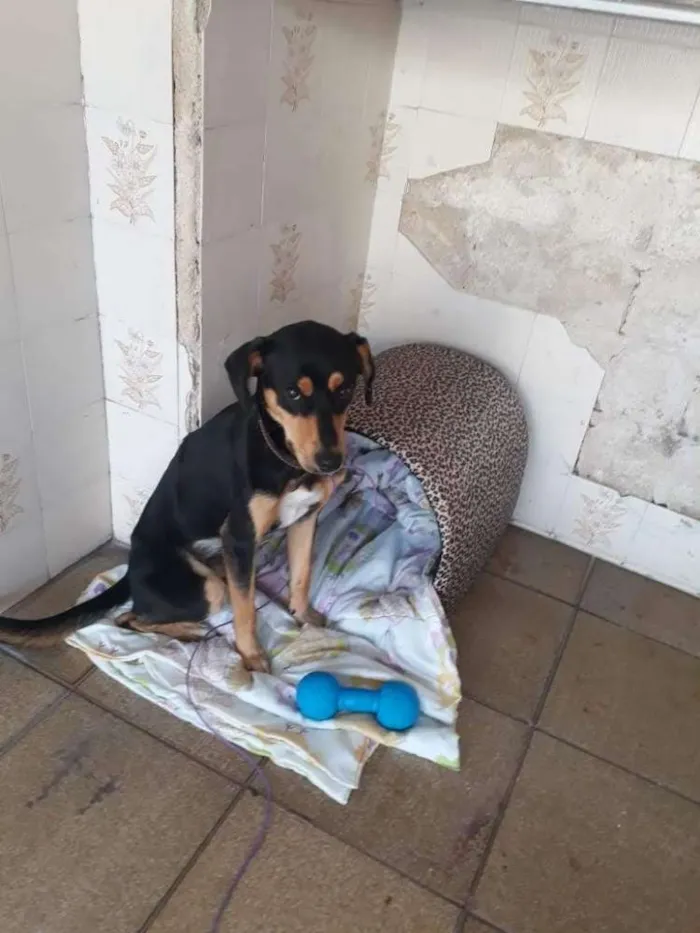 Cachorro ra a Srd idade 1 ano nome Scobby