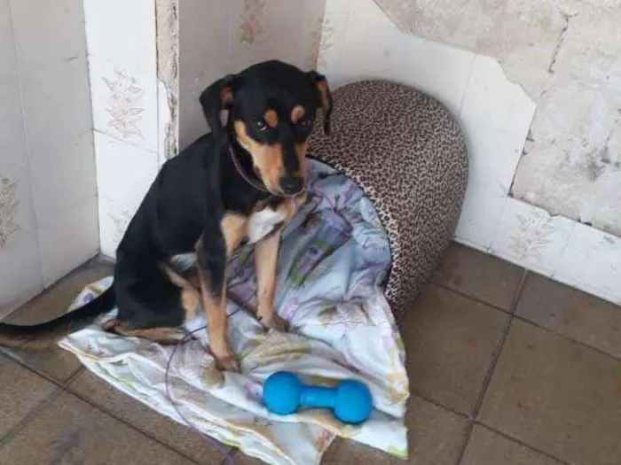 Cachorro ra a Srd idade 1 ano nome Scobby