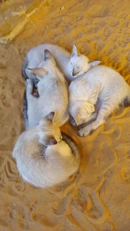 Gato ra a não definida idade 2 a 6 meses nome filhotes
