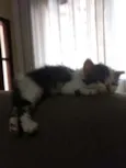 Luci