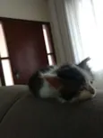 Luci