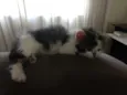 Luci