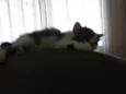 Luci