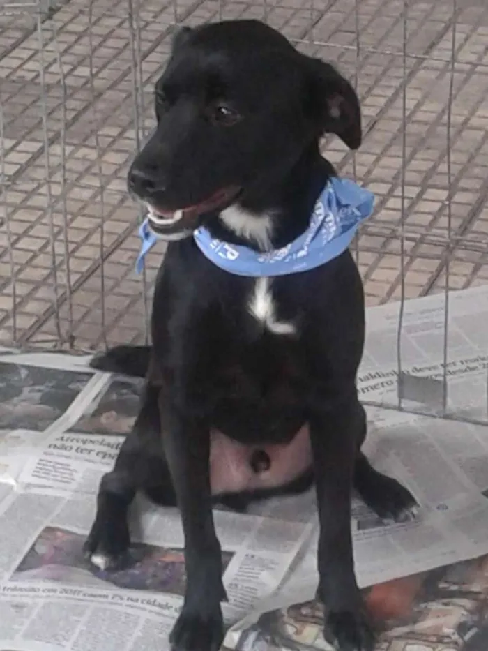 Cachorro ra a Srd idade 2 anos nome Luke e Milly