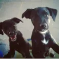 Luke e Milly