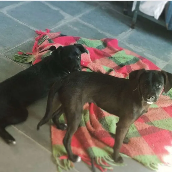 Cachorro ra a Srd idade 2 anos nome Luke e Milly