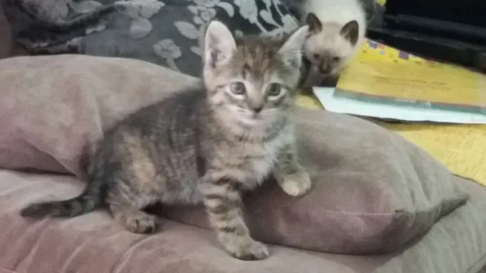 Gato raça  idade 2 a 6 meses nome Cherry 