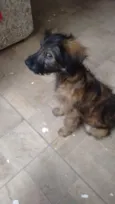 Lolita