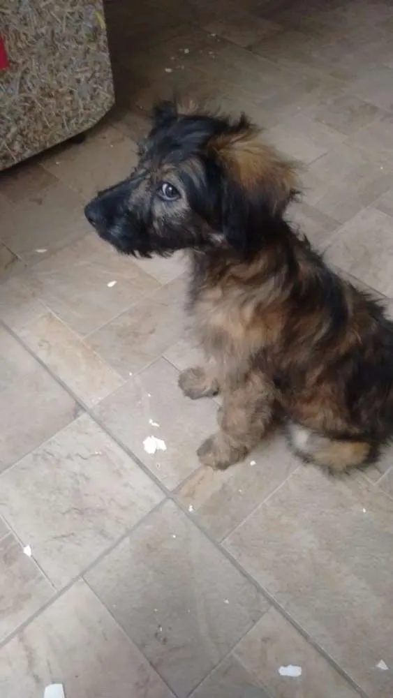 Cachorro ra a Srd idade 2 a 6 meses nome Lolita