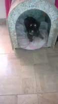 Lolita