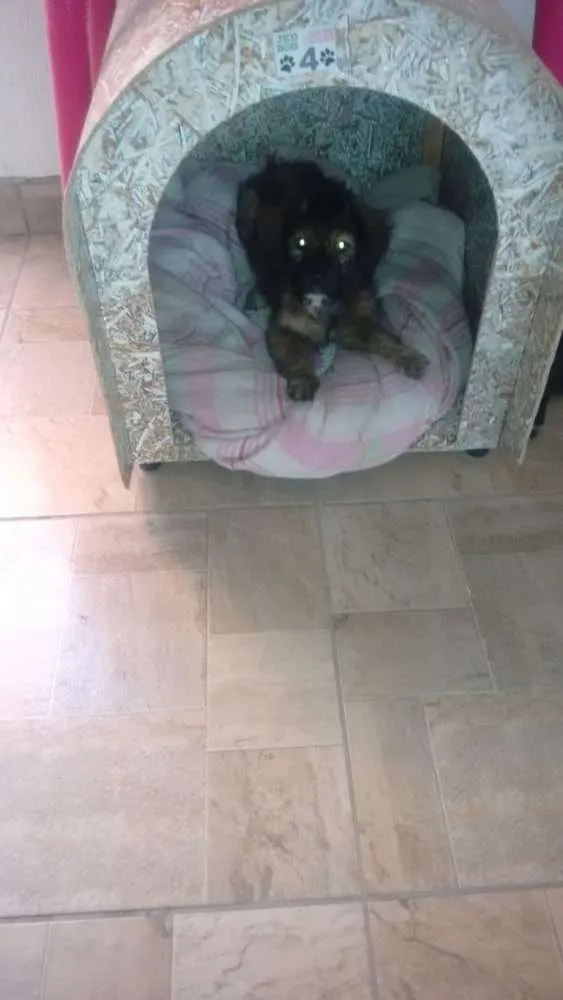 Cachorro ra a Srd idade 2 a 6 meses nome Lolita