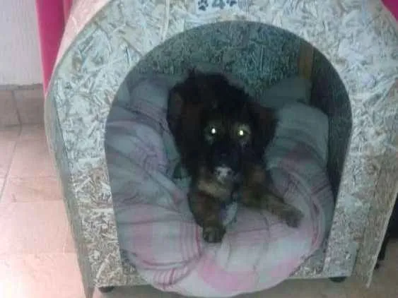 Cachorro ra a Srd idade 2 a 6 meses nome Lolita